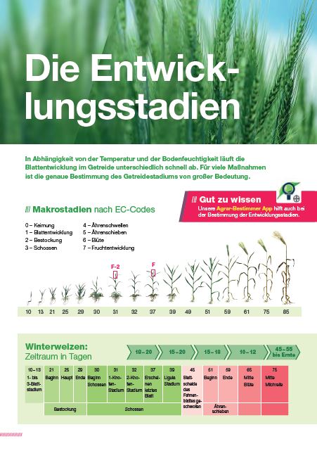 Vorschaubild: Entwicklungsstadien und Bestimmungshilfen im Getreide