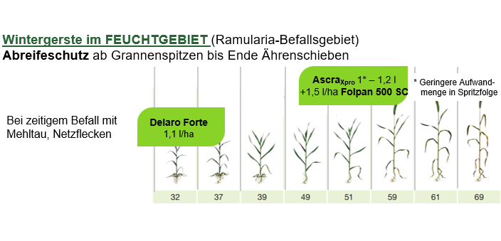Bayer Fungizidstrategie in Wintergerste im Feuchtgebiet