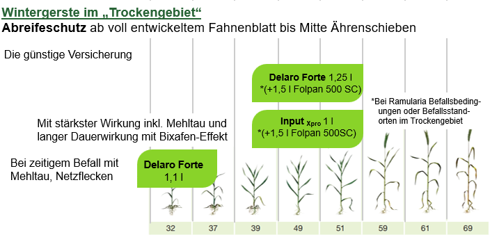 Bayer Fungizidstrategie in Wintergerste im Trockengebiet