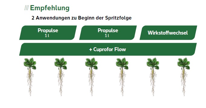 Empfehlung für Spritzfolge gegen Pilzkrankheiten in Zuckerrübe