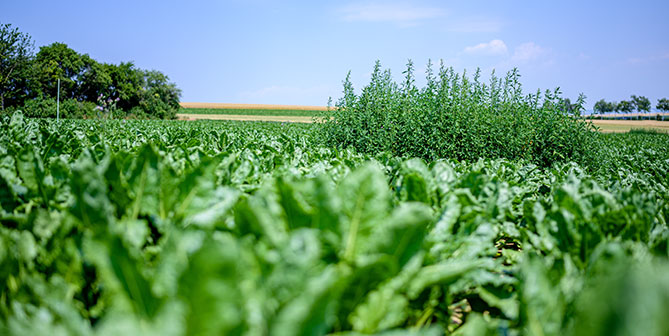 Forward Fram Hollabrunn