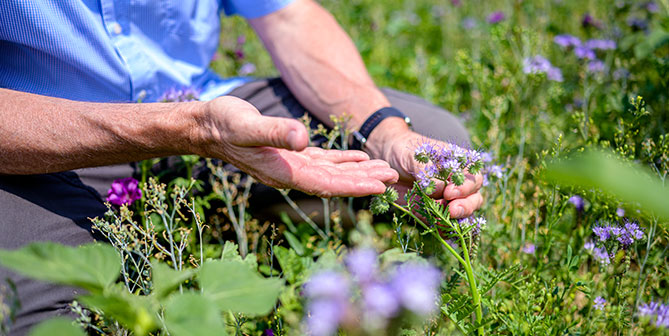 Forward Fram Hollabrunn