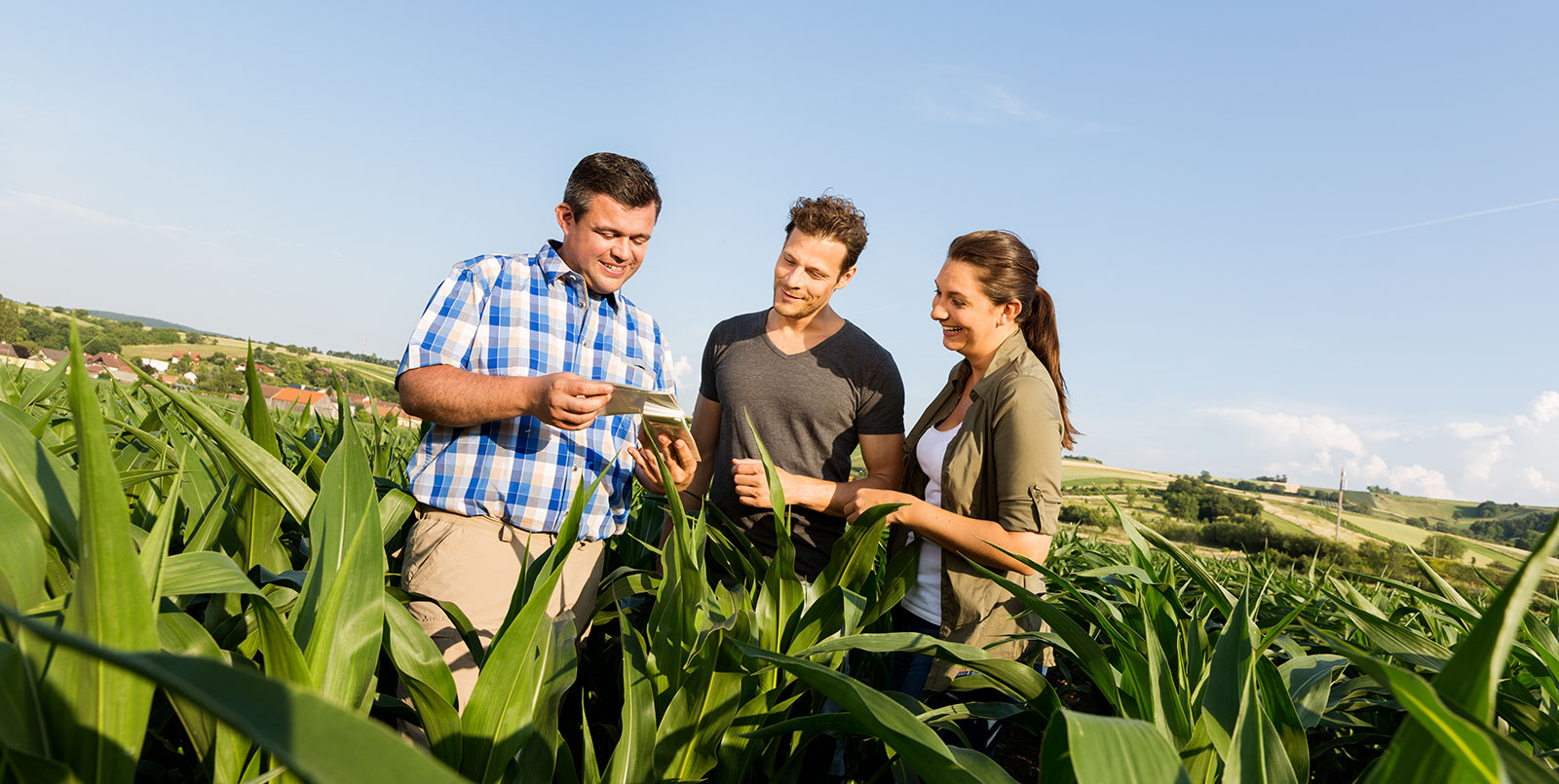 Adengo – Das richtige Maisherbizid für frühe Anwendungen