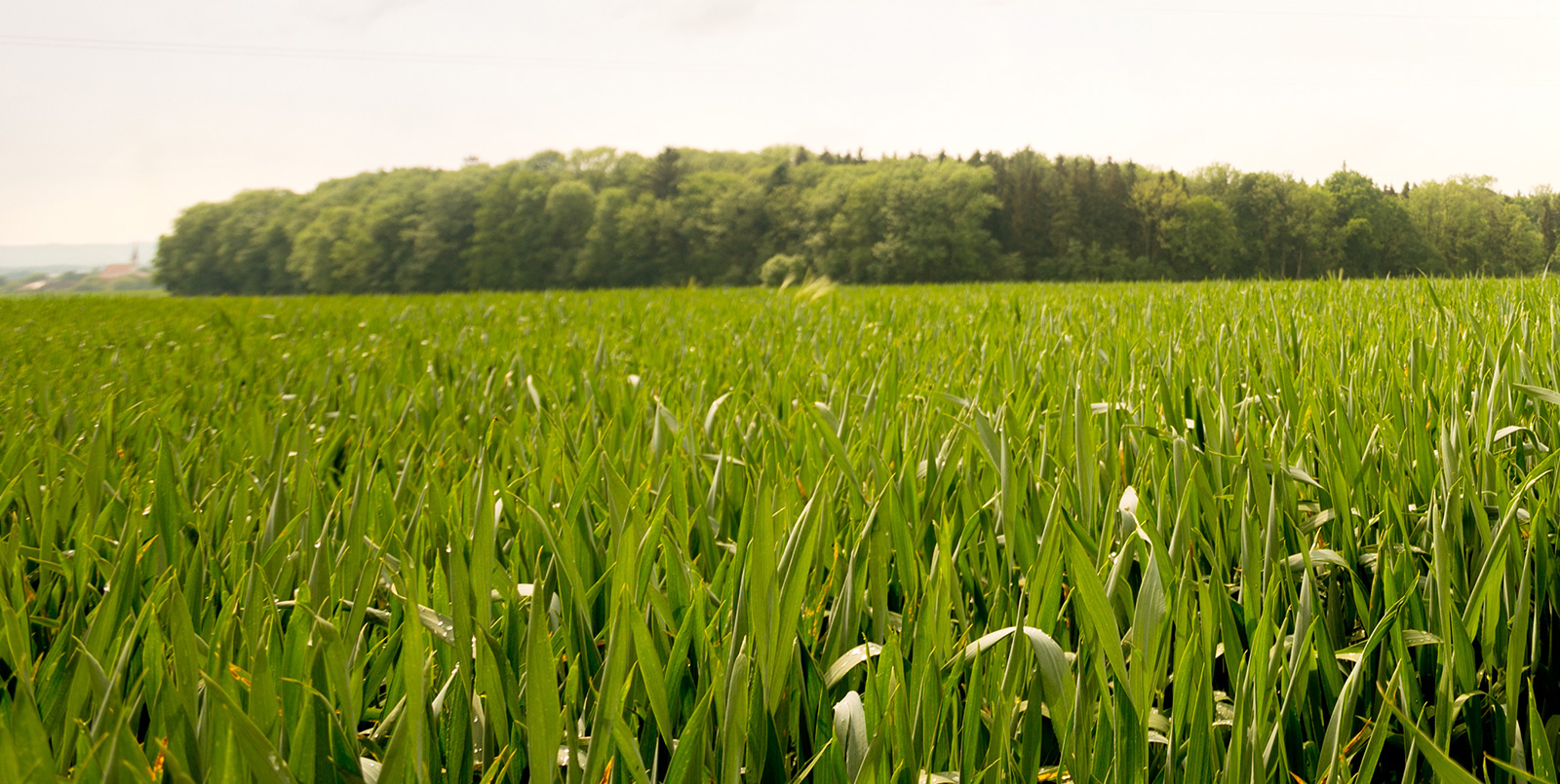 Zantara – kommt nur Krankheiten teuer zu stehen!