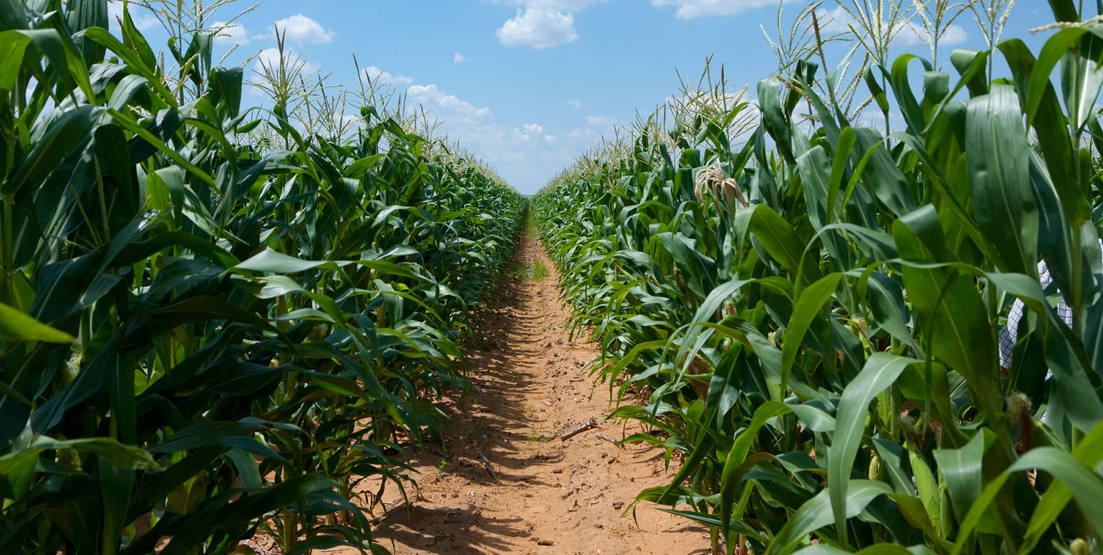 Ertrag und Qualitätssicherung im Mais 