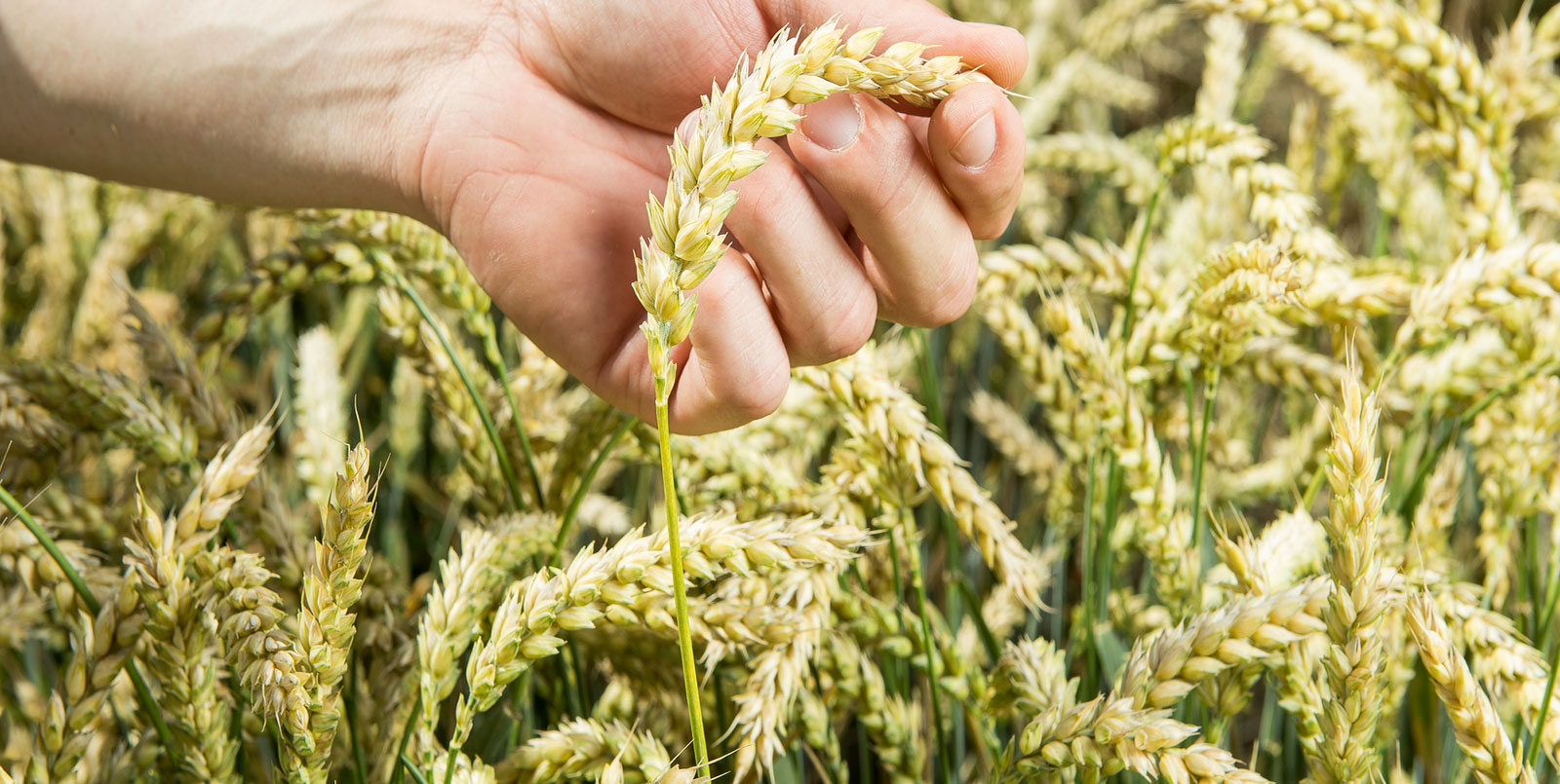 Redigo Pro - Die hochwertige Getreidebeize 