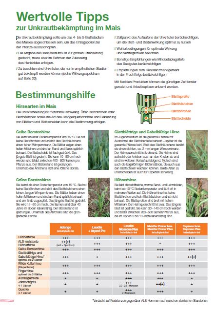 Vorschaubild: Bestimmungshilfe von Hirsearten im Mais
